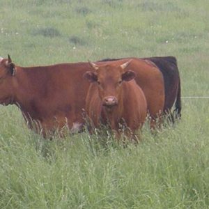 Grass-Fed Beef 1/2