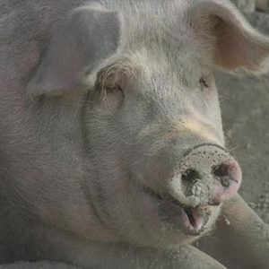 Organically Fed Pork 1/2 Hog