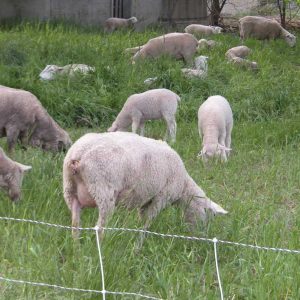 Grass Fed Lamb