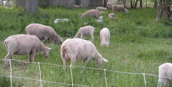 Grass Fed Lamb